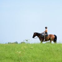 Durch Entwicklung, Mut und innerliches Wachsen reitet diese Frau ihr Pferd, bei schönstem Wetter unter blauem Himmel über eine hohe, hellgrüne Wiese.
