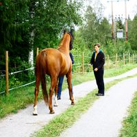 Birgit hilft einer Pferdebesitzerin beim Führen ihrer aufgeregten Fuchsstute über einen von Weidezaun und Bäumen begrenzten Kiesweg.